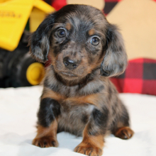 Puppy