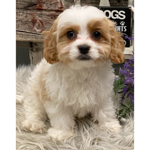 Cavachon Puppy Shyla