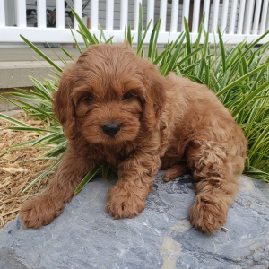 Cavapoo Puppy Candy