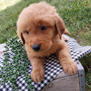 Golden Retriever Puppy Hunter