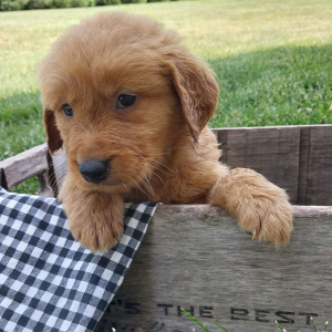 Golden Retriever Puppy Hunter
