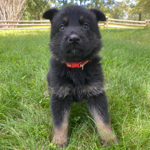 German Shepherd Dog Puppy Abercrombie