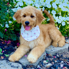 Goldendoodle puppy for sale Violetta, dog for sale