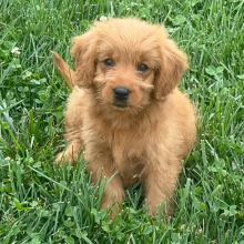 Goldendoodle puppy for sale Molly, dog for sale