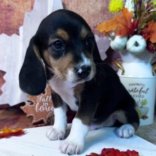 Beagle puppy for sale Hank, dog for sale