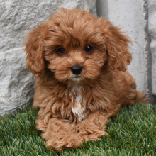 Cavapoo puppy for sale Taffy, dog for sale