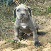 Cane Corso puppy for sale Orion, dog for sale