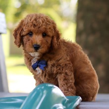 Bichonpoo puppy for sale Shane, dog for sale