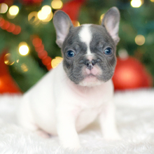French Bulldog puppy for sale Kingsly, dog for sale