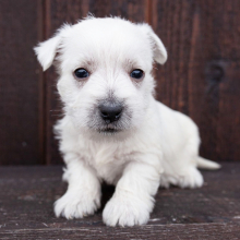 West Highland White Terrier puppy for sale Bella, dog for sale