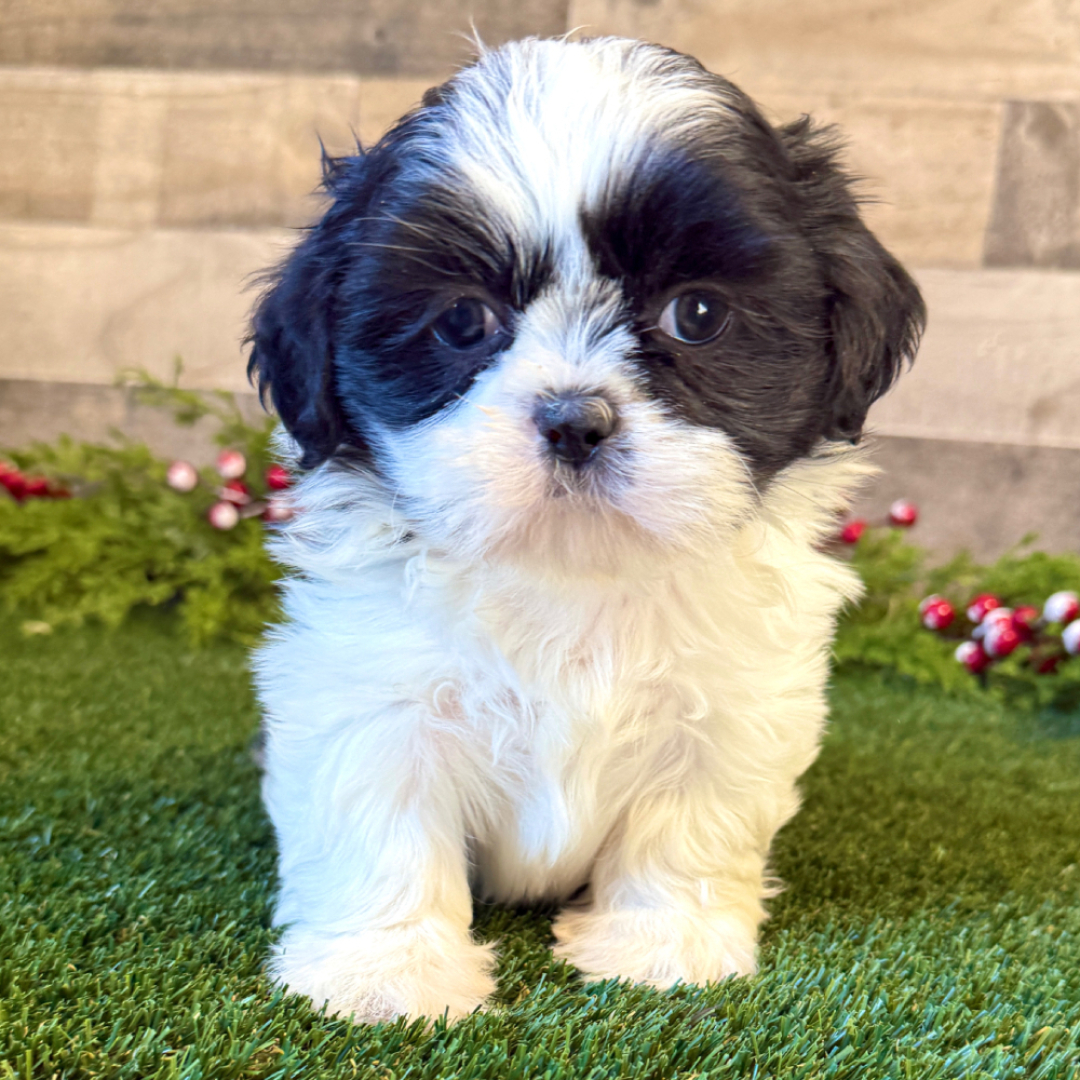 Animal Shelter Shih Tzu And Furbaby Rescue In My Area Free Shih