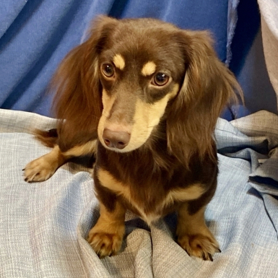 Dachshund