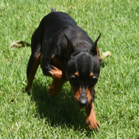 Miniature Pinscher