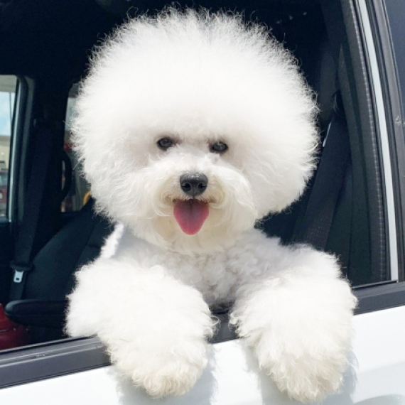 Bichon Frise