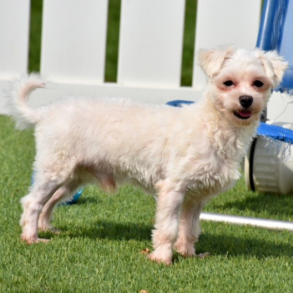 Maltese