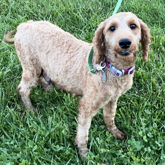 Goldendoodle