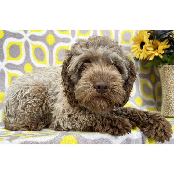 Einstein Cockapoo Puppy