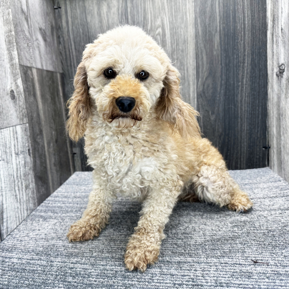 Butterscotch, a Apricot Male Poodle Puppy 805640 | PuppySpot