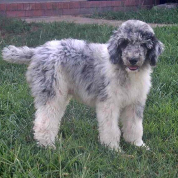 Poodle