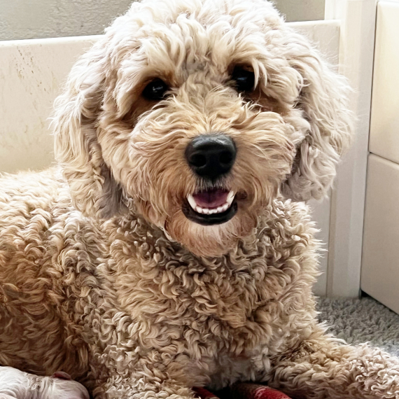 Goldendoodle