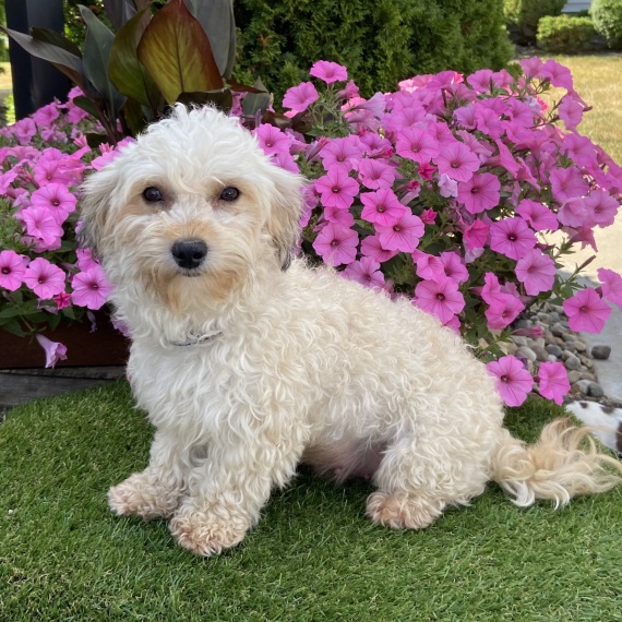 Havanese
