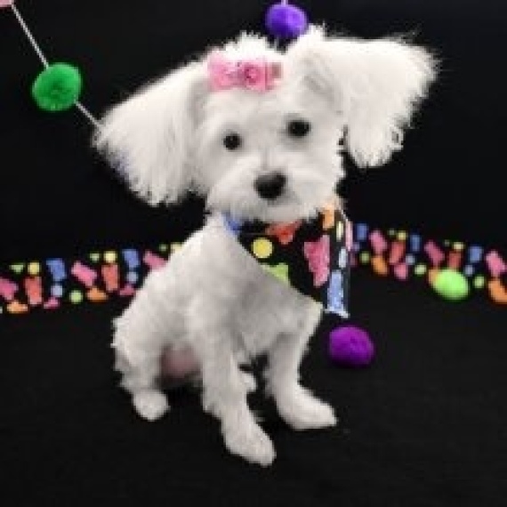 Maltese