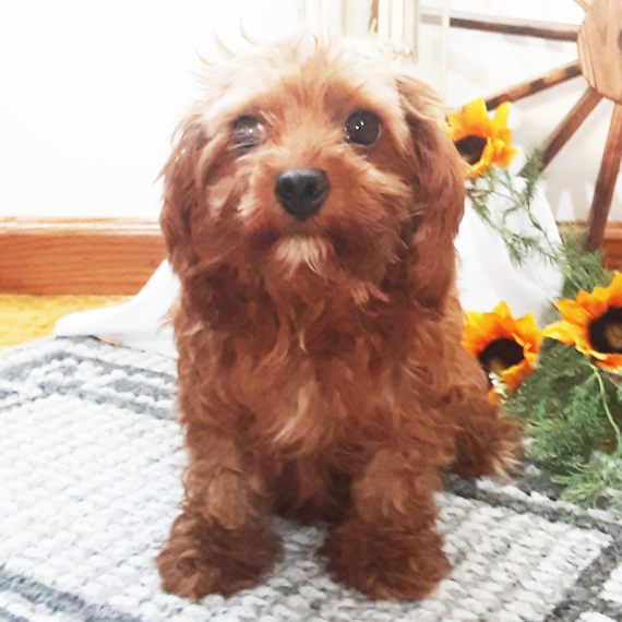 Cavapoo