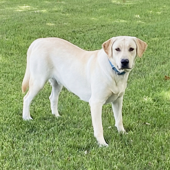 Hazel Labrador Retriever Puppy
