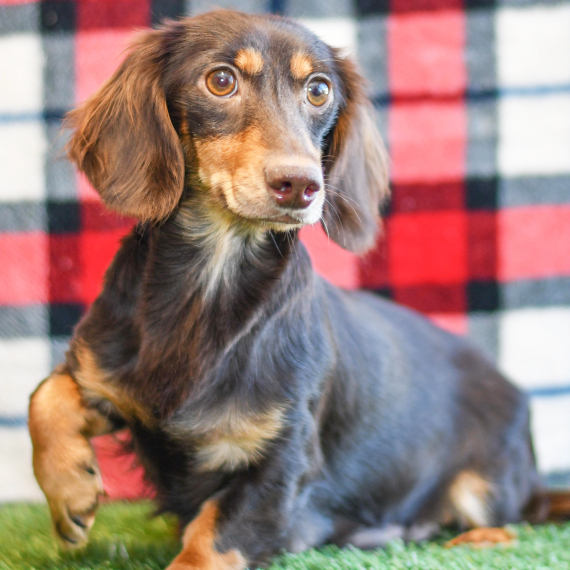 Dachshund