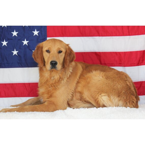 Golden Retriever