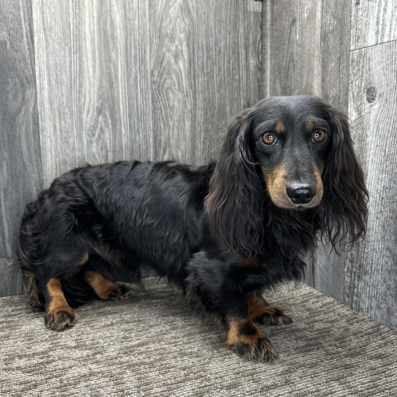 Dachshund