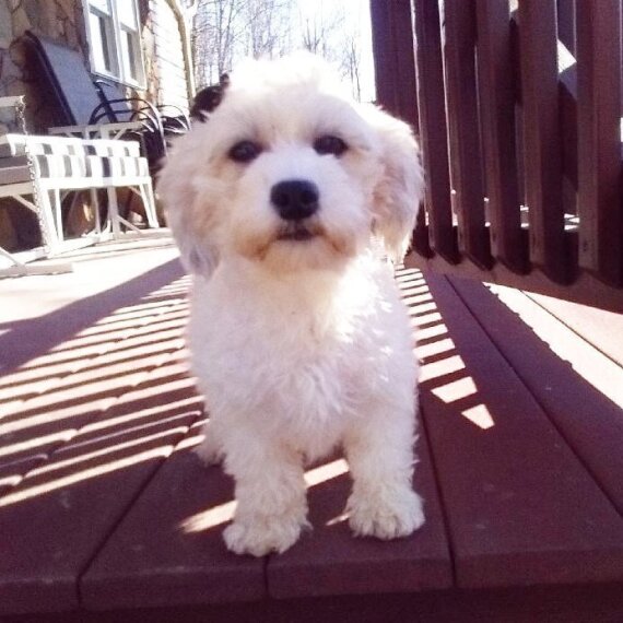 Havanese