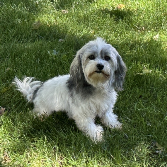 Havanese
