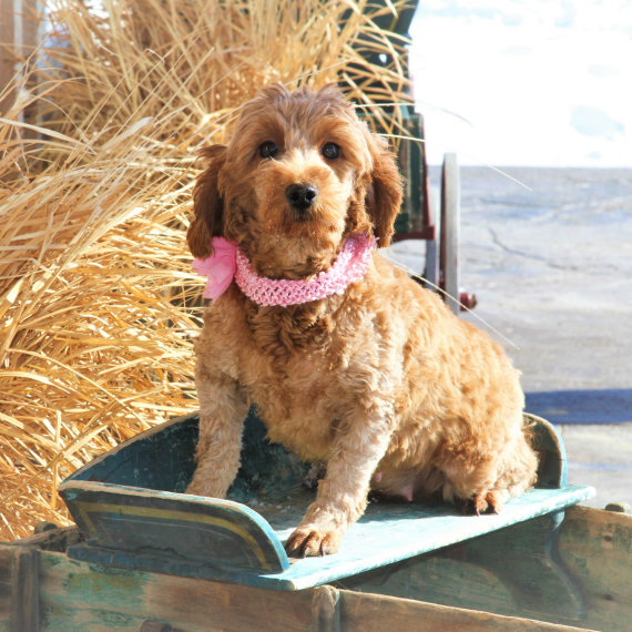 Goldendoodle