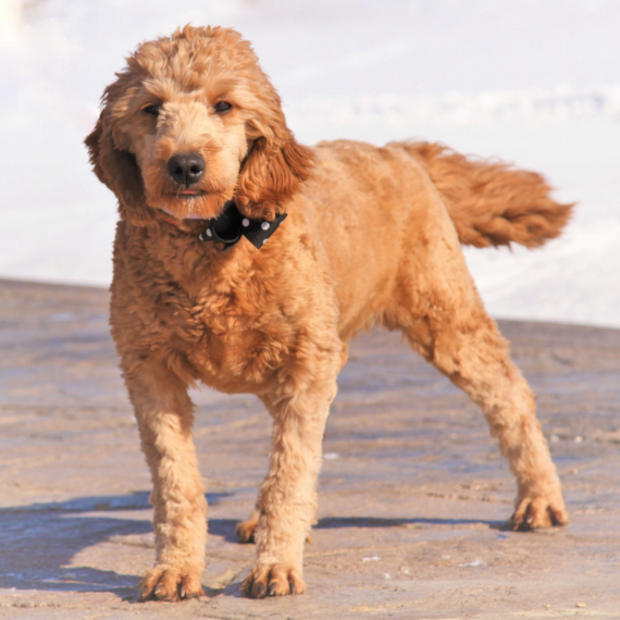Goldendoodle