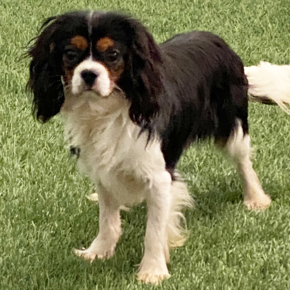 Cavalier King Charles Spaniel