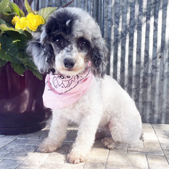 Poodle