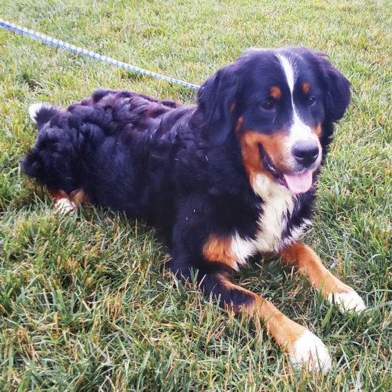 Bernese Mountain Dog