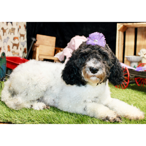 Cockapoo