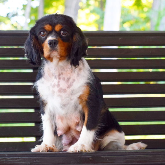 Cavalier King Charles Spaniel