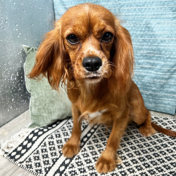 Cavalier King Charles Spaniel
