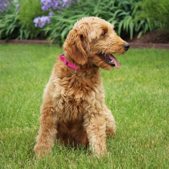 Goldendoodle