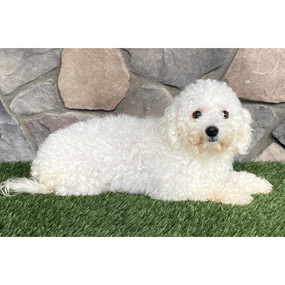 Bichon Frise
