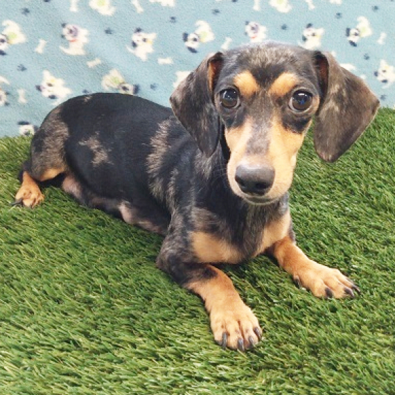 Dachshund