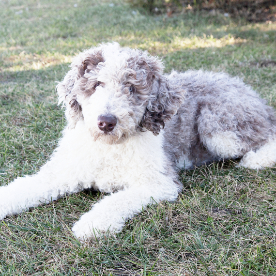 Goldendoodle