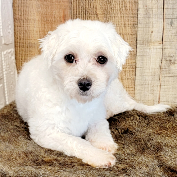Maltese