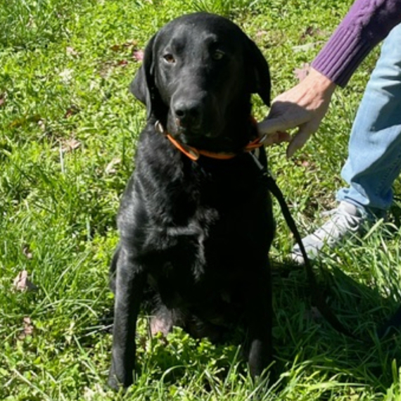 Labrador Retriever