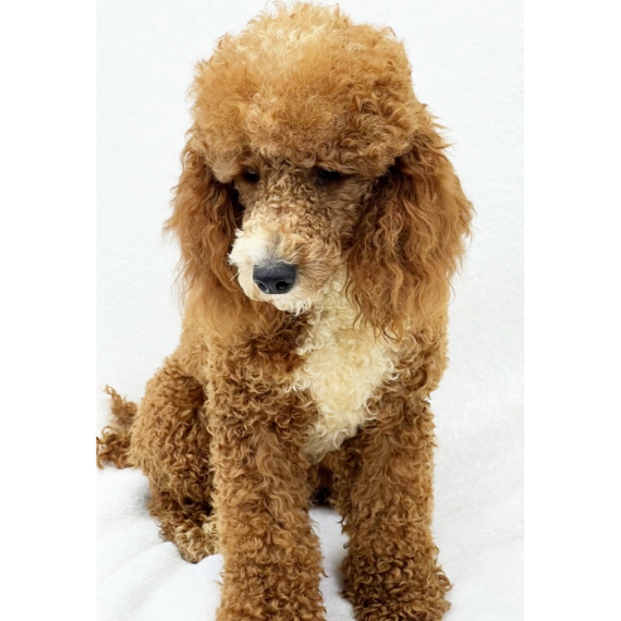 Poodle