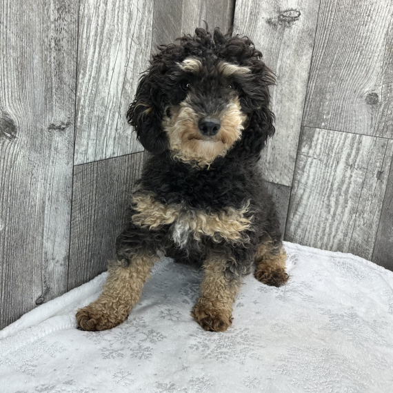 Poodle