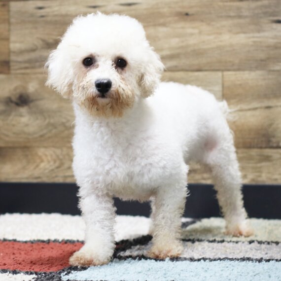 Bichon Frise